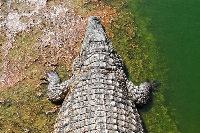 Agadir Crocodile Park Adventure - Key Points