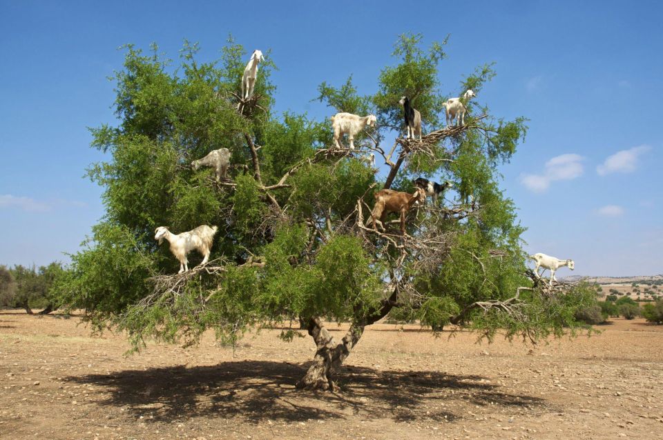 Agadir: Goat on Trees & Crocodile Park Including Hotelpickup - Key Points
