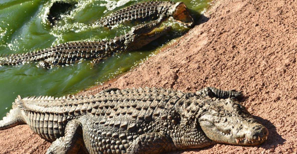 Agadir: Goat on Trees & Crocodile Park Including Hotelpickup - Key Points