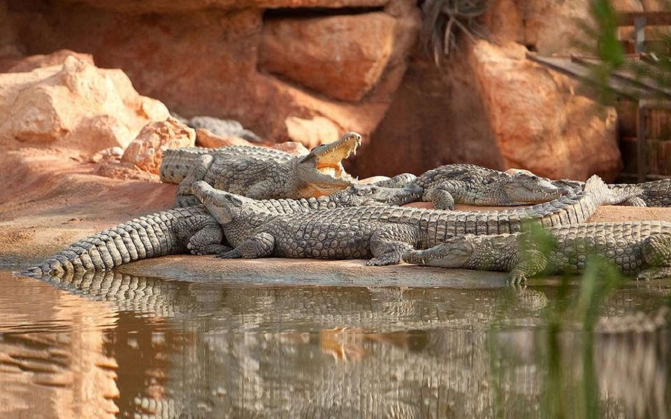 Agadir: Goat on Trees & Crocopark Including Hotel Pickup - Key Points