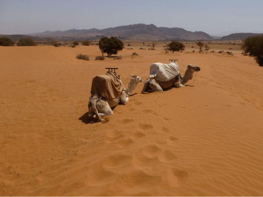 Agadir or Taghazout : 44 Jeep Massa Sahara Desert Day Trip - Key Points