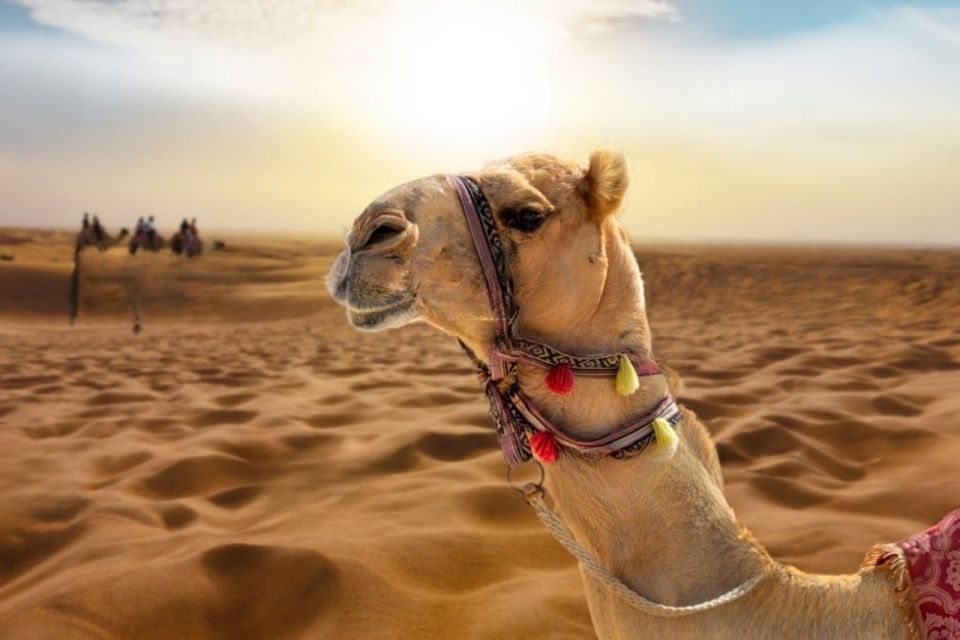 Agadir or Taghazout: Camel Ride Experience - Key Points