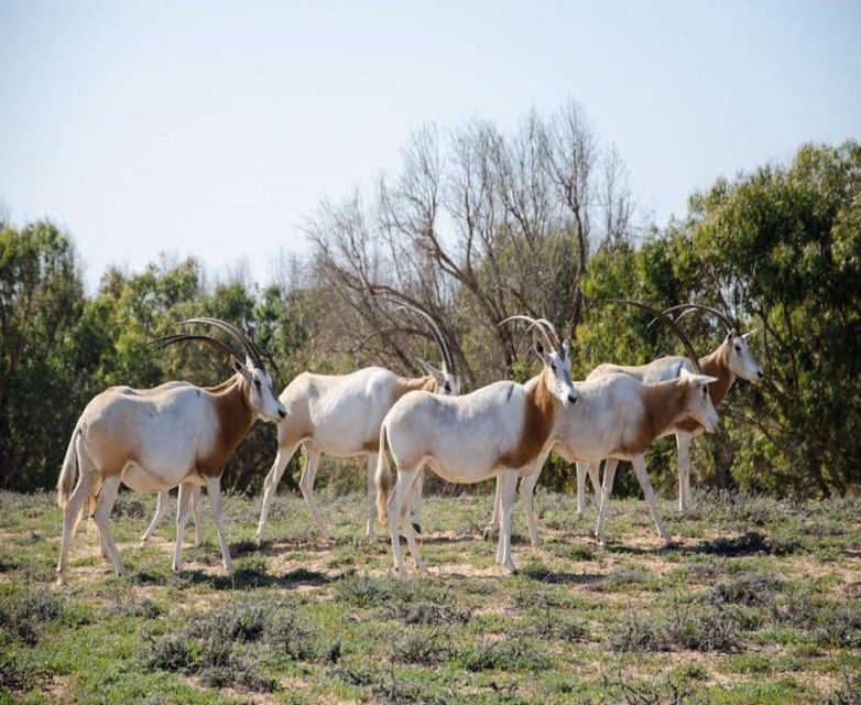 Agadir Safari Desert & National Park Visit - Key Points