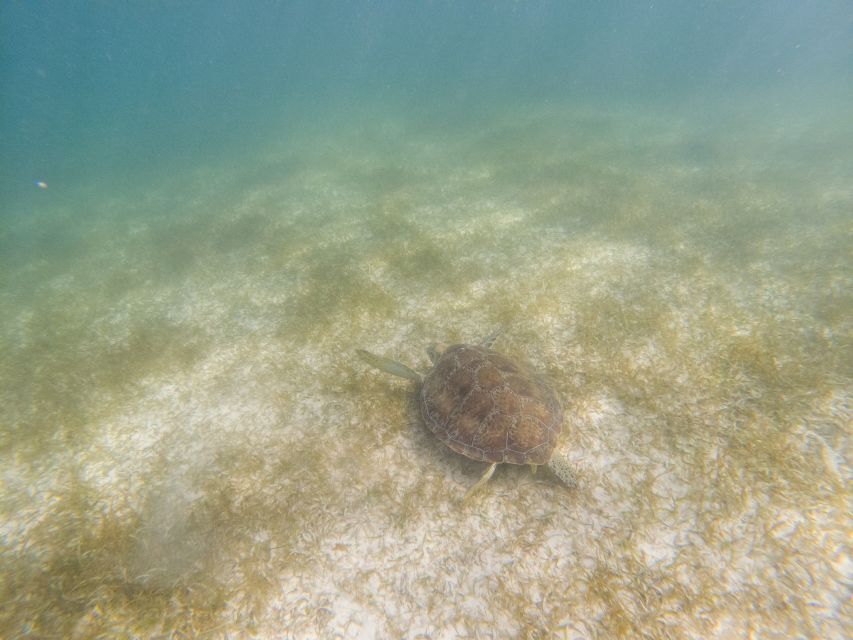 Akumal Beach: Swimming With Turtles Tour With Beach Time - Key Points