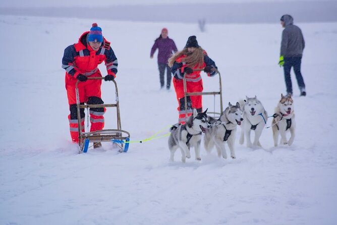 Akureyri Dog Sledding Private Experience - Key Points