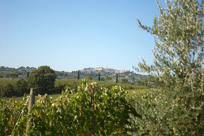 Al Fresco Lunch and Wine Tasting Under the Olive Trees  - Montepulciano - Key Points