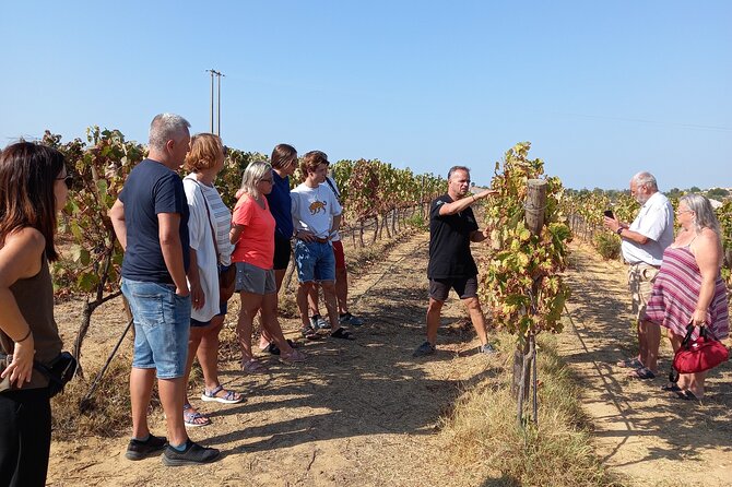 Albufeira Tour: Winery Wine and Tapas Boards - Key Points