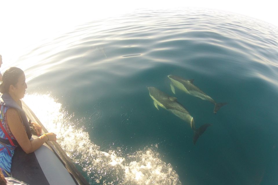 Algarve Dolphin Watching & Marine Life Eco Tour - Key Points