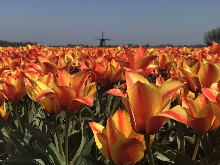 Alkmaar: Tulip and Spring Flower Fields Bike Tour - Key Points