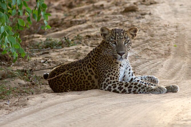 All Inclusive Private Full Day Safari in Yala National Park With Lunch - Key Points