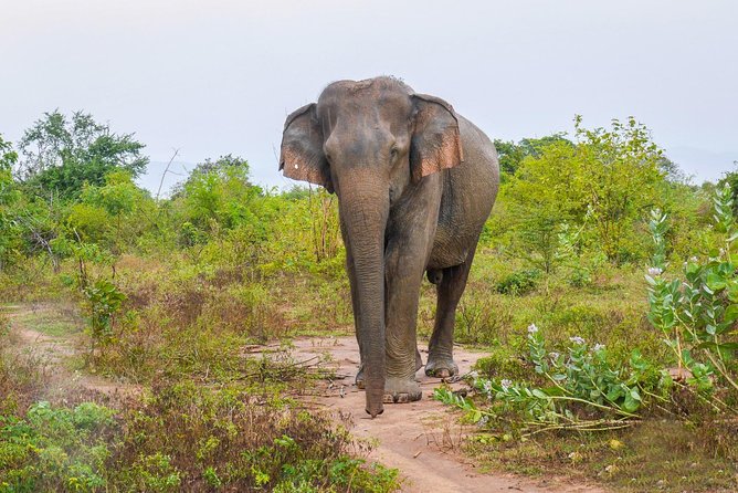 All Inclusive Udawalawa National Park Day Tour From Negombo - Key Points
