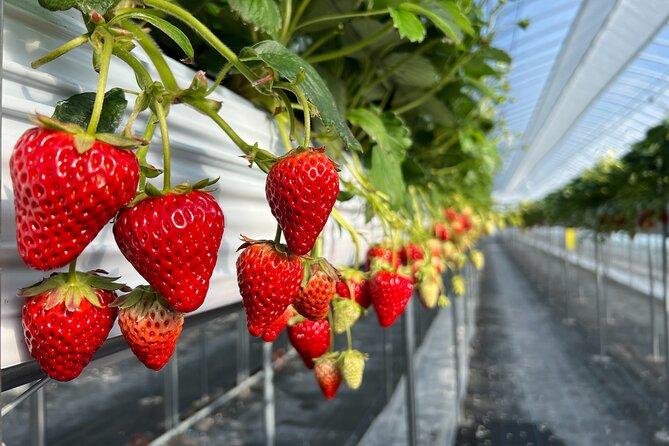 All You Can Eat Strawberry Picking in Izumisano Osaka - Key Points