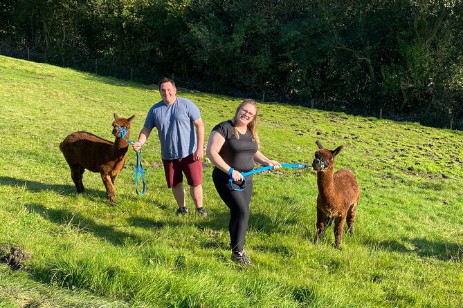 Alpaca Farm Private Tour in Tunstead Milton  - England - Key Points