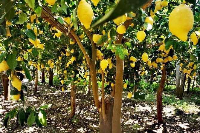 Amalfi Coast - Maiori: Path of Lemons, Tour With Tasting - Key Points