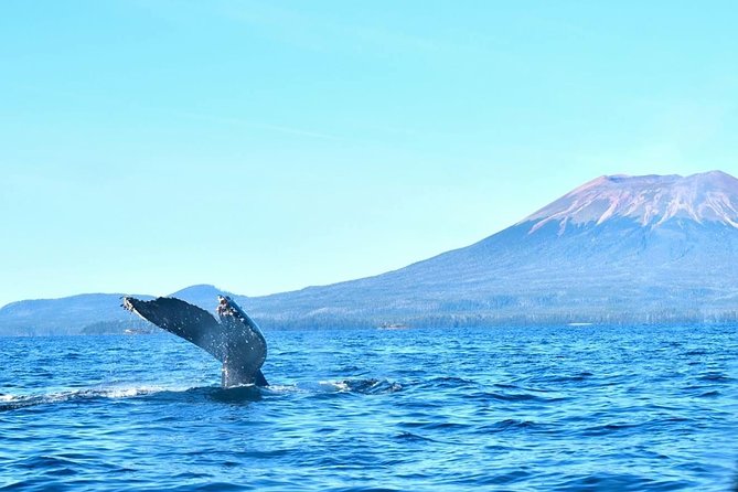 Amazing Whale Watching and Marine Wildlife Shore Excursion - Excursion Highlights