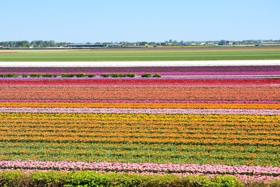 Amsterdam: Keukenhof & Tulip Experience Live Guided Day Tour - Key Points