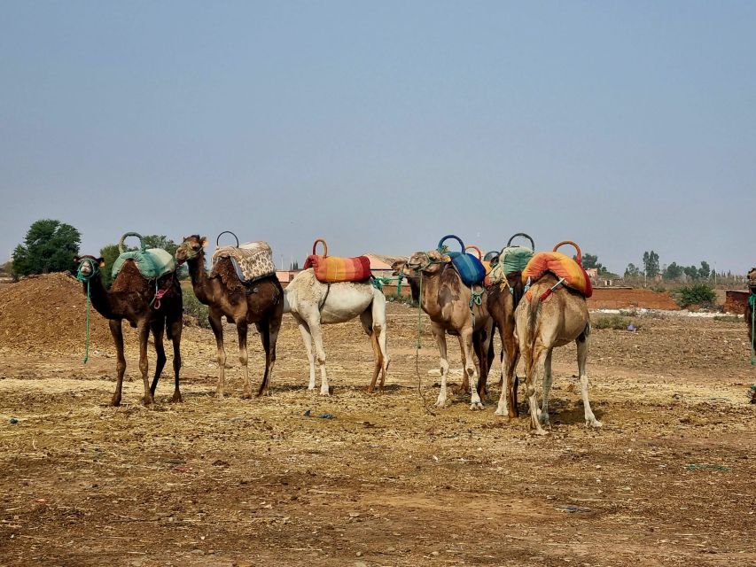 Anima Garden and Camel Ride Half Day Tour From Marrakech - Key Points