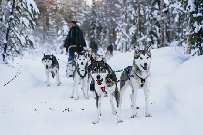 Apukka Husky Adventure in Rovaniemi - Experience the Arctic Countryside With Huskies