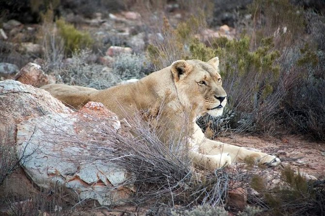 Aquila Game Reserve Cape Town Safari - Key Points