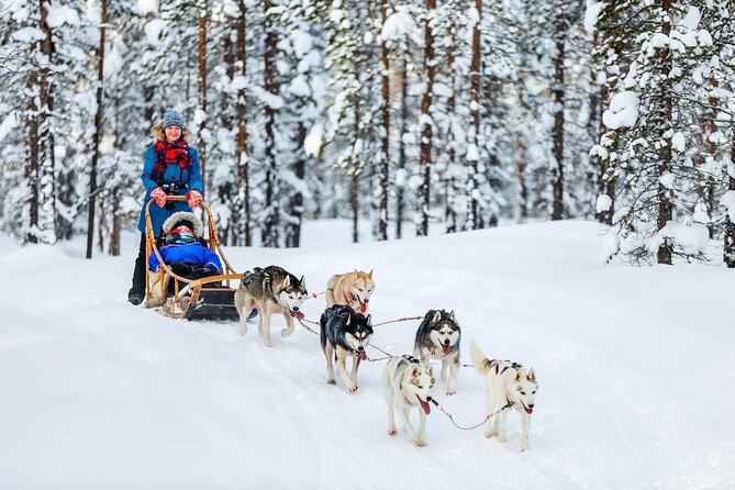 Arctic Animal Day Trip With Husky Farm, Reindeer Farm and Wildlife Park Visit - Tour Highlights