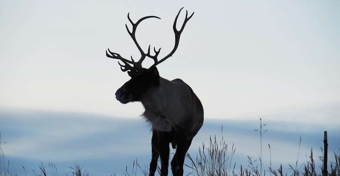 Arctic Day: Wildlife & Hot Springs Half Day - Key Points