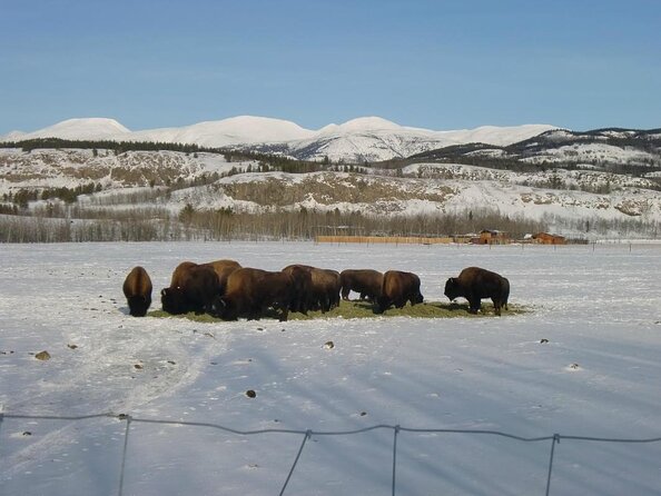 Arctic Day: Yukon Wildlife & Hot Springs Tour Half Day - Key Points