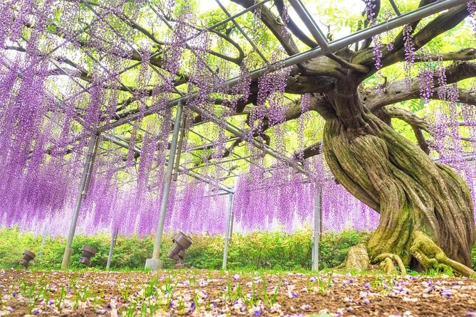 Ashikaga Flower Park Private Day Tour - Key Points