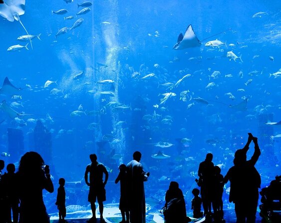 Atlantis Lost-Chamber Aquarium Dubai - Key Points
