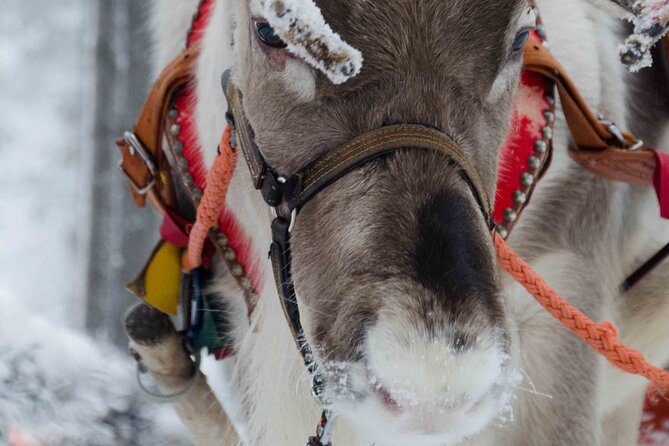 Authentic Reindeer Farm Experience in Rovaniemi - Experience Reindeer Farm Activities