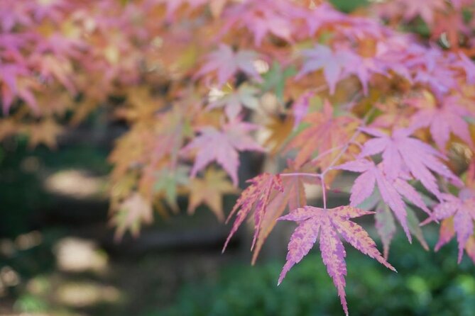 Autumn Leaves Private Tour in Nagoya - Key Points