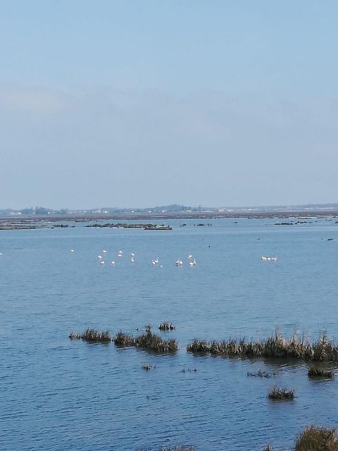 Aveiro: Tour Ria - Bike Adventure in Aveiro's Estuary - Key Points