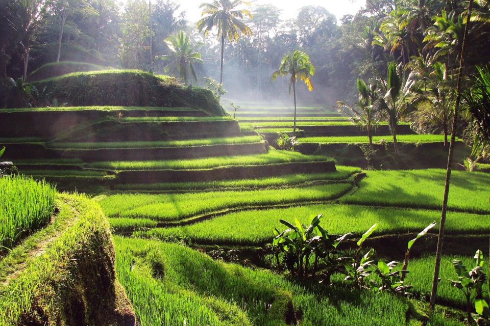 Bali: 3 Waterfalls and Tegalalang Rice Terrace Private Tour - Key Points