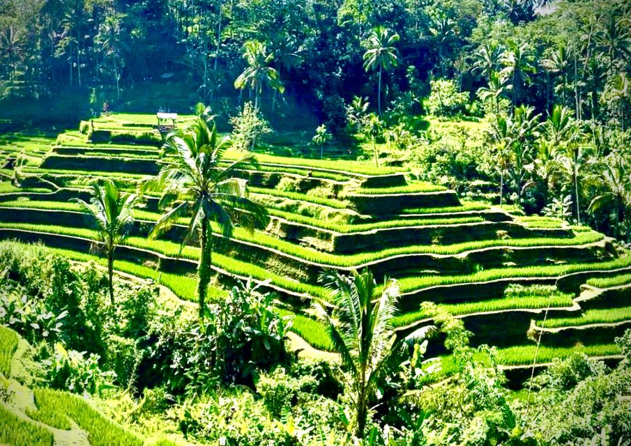 Bali: Kanto Lampo Waterfall, Swing & Monkey Forest Day-Trip - Key Points