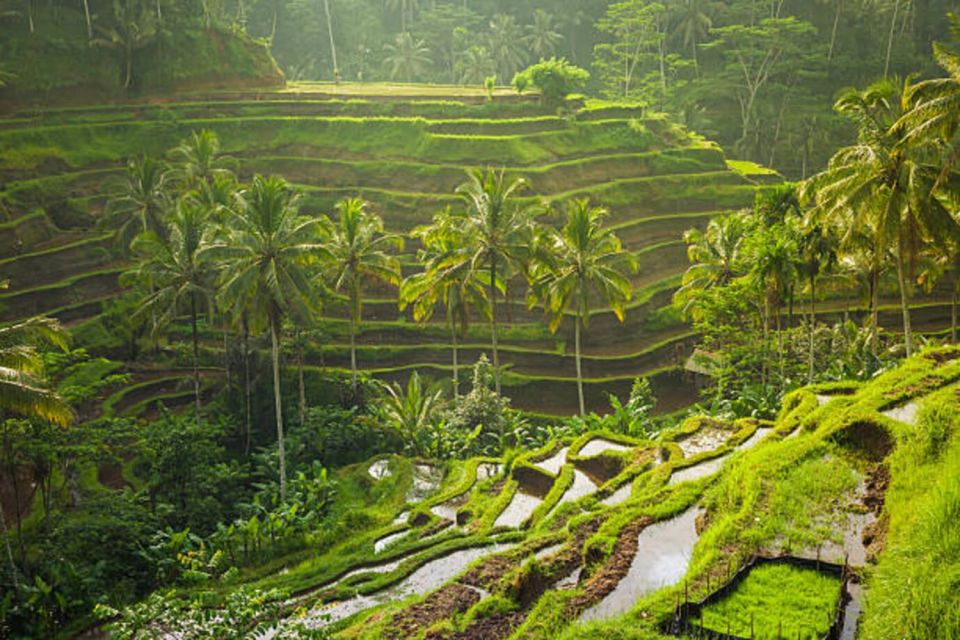 Bali: Ubud Full Day Private Tour - Key Points