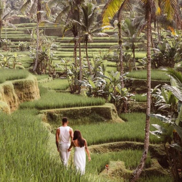 Bali Ubud Tour Best of Ubud Higlight With Private Transfers - Key Points