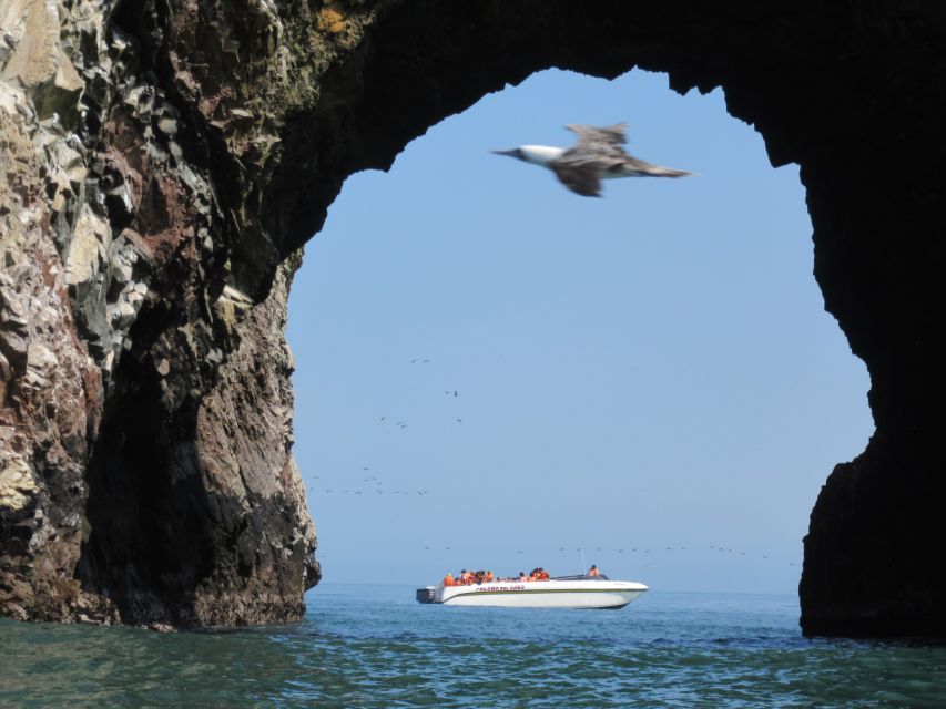 Ballestas Islands: Boat Excursion Shared Tour - Key Points