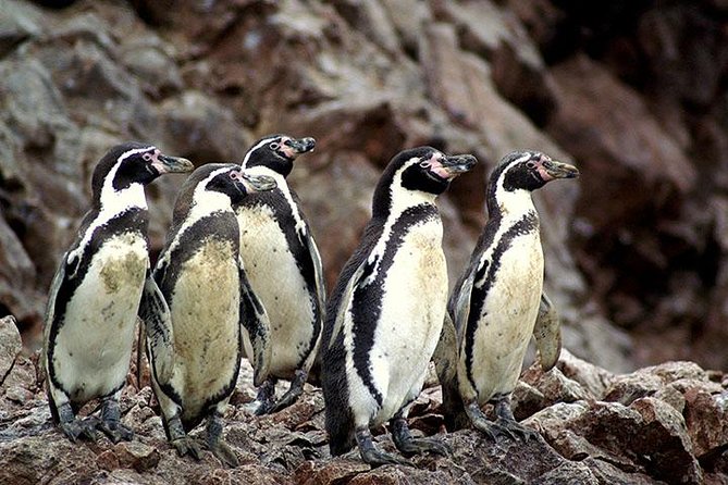 Ballestas Islands Group Tour From Paracas - Tour Details