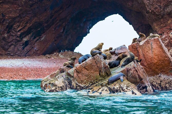 Ballestas Islands, Paracas National Reserve: Full-Day Tour  - Lima - Key Points