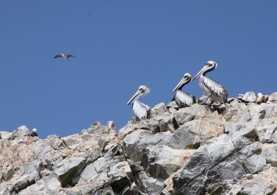 Ballestas Islands, Winery & Huacachina Oasis Private Tour - Key Points