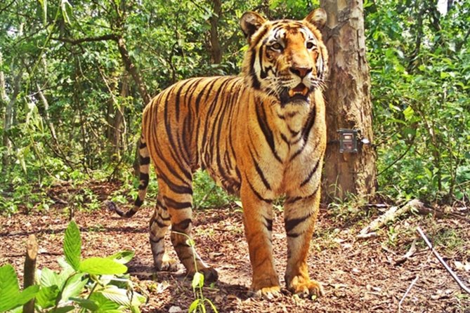 Bandipur Sanctuary Tigers & Elephants - Key Points