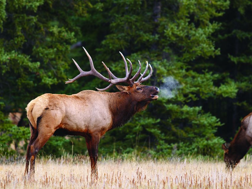 Banff: Evening Wildlife Safari Guided Tour - Key Points