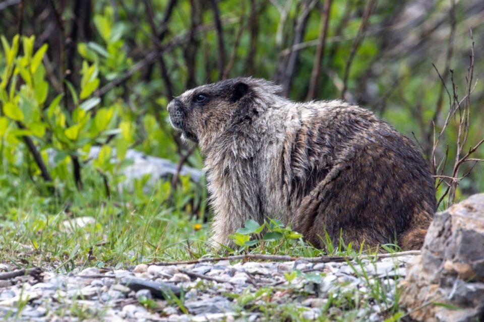 Banff: Go Chasing Waterfalls in Banff & Yoho National Parks - Key Points