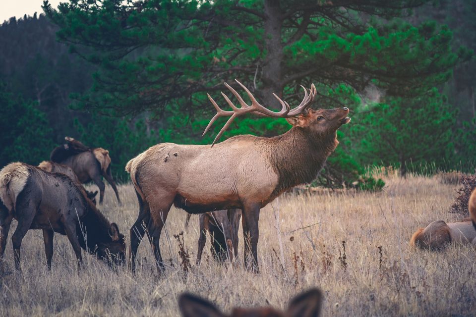 Banff: Highlights and Wildlife Group Tour - Key Points