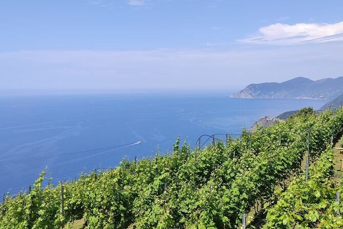 Barca Winery Cinqueterre Tour With Wine Tasting & Pesto Class - Key Points