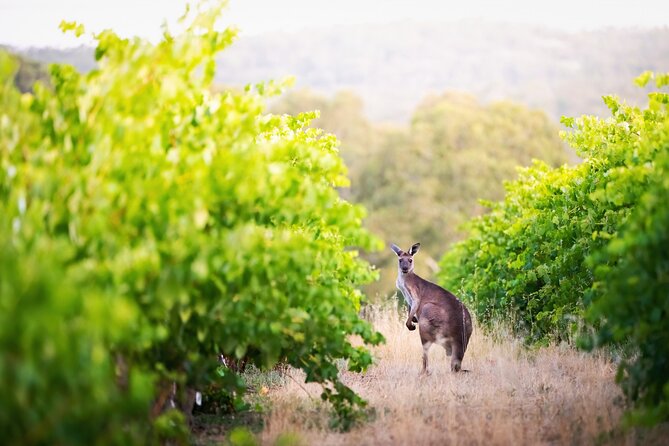 Barossa Small Group Wine Tours - Local Guide - Key Points