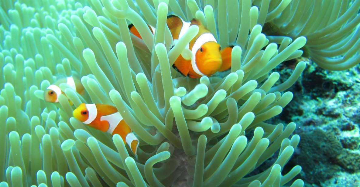 Basic Snorkeling at Menjangan Island - Key Points