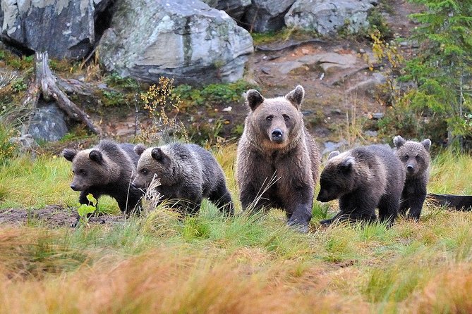 Bear and Cubs Photography - Key Points