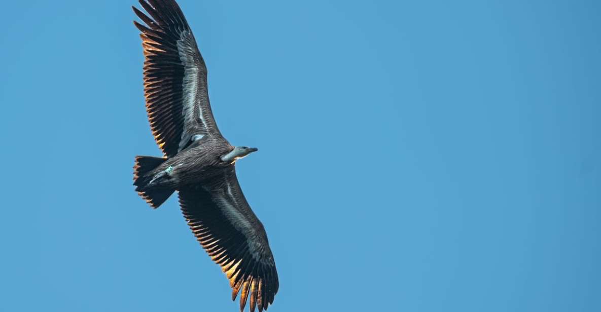 Beli - Griffon Vultures Bird Watching Boat Trip - Key Points