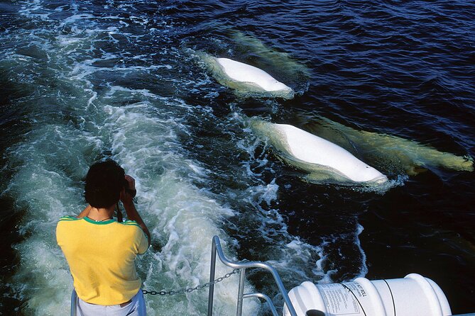Belugas, Bears and Blooms in Churchill Manitoba - Key Points