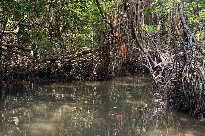 Bentota River Mangrove Forest Boat Trip (Private Tour)  - Kalutara - Key Points